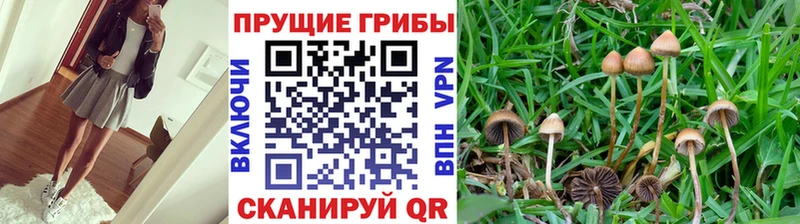 Галлюциногенные грибы Psilocybe  Купить закладки  Краснозаводск 